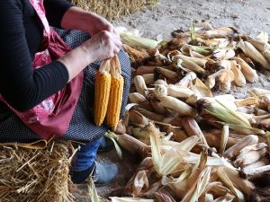 LIČKANJE KORUZE V IVANJEM SELU 02 FOTO LJUBO VUKELIČ